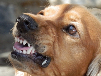 Dog growling, showing his teeth.